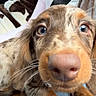 dog, puppy, dachshund, close_up, blue_eyes, nose, paw, denim, lap, person, seatbelt, blanket, brown, white, car_interior, cute, pet, fur, whiskers, indoor
