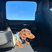 Auggie is registered to the contest to win money with this photo: dog, dachshund, pet, car_interior, backseat, blue_harness, sunlight, window, blue_sky, leather_seat, side_view, small_dog, canine, domestic_animal, resting, looking_out_window, daylight, travel, transportation, animal