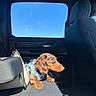 dog, dachshund, pet, car_interior, backseat, blue_harness, sunlight, window, blue_sky, leather_seat, side_view, small_dog, canine, domestic_animal, resting, looking_out_window, daylight, travel, transportation, animal