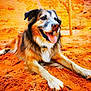 Insane participe au concours pour gagner de l'argent avec cette photo : dog, animal, pet, canine, lying_down, tongue_out, happy, outdoor, sand, orange, fur, ears, nose, paws, nature, closeup, desert, ground, sunlight, relaxed