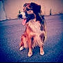 dog, sitting, tongue_out, fur, brown, white, black, outdoor, asphalt, wall, crack, pet, canine, animal, mammal, side_view, happy, companion, portrait, relaxed
