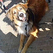 Insane a rejoint le concours — aidez-le/la à gagner de superbes lots ! dog, animal, pet, outdoor, sunlight, pavement, happy, smiling, fur, canine, leash, shadow, sitting, brown, white, black, friendly, cute, portrait, daytime
