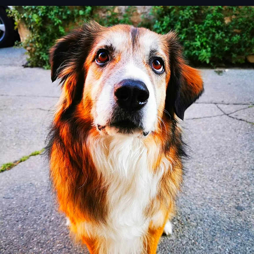 Insane participe au concours pour gagner de l'argent avec cette photo : animal, canine, companion, concrete, cute, dog, ears, eyes, friendly, fur, greenery, loyal, muzzle, nature, outdoor, paw, pet, portrait, sitting, waiting