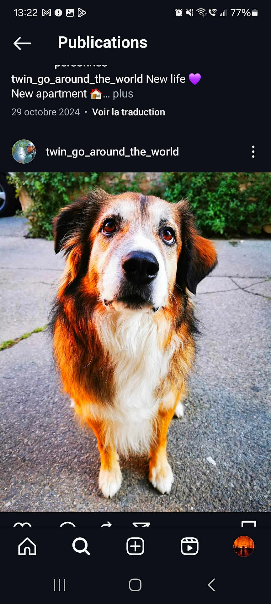 Insane participe au concours pour gagner de l'argent avec cette photo : dog, animal, pet, outdoor, concrete, fur, ears, eyes, sitting, nature, greenery, muzzle, canine, portrait, cute, companion, waiting, paw, friendly, loyal