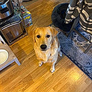 Sunny joined the competition — help win amazing prizes! dog, golden_retriever, pet, indoor, wooden_floor, dog_bed, water_bowl, toy, carpet, blanket, chair, home, flooring, furniture, animal, cute, looking_up, domestic_animal, living_room, cozy
