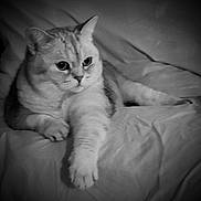 Nara participe au concours pour gagner de l'argent avec cette photo : cat, feline, pet, animal, bed, blanket, fur, whiskers, paw, resting, indoor, cute, mammal, sleepy, closeup, portrait, black_and_white, soft, relaxed, domestic