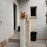 Mickey participe au concours pour gagner de l'argent avec cette photo : animal, architecture, cat, courtyard, door, feline, ginger_cat, minimalist, outdoor, perched, pet, plant, quiet, resting, serious, stone_wall, tiles, trash_bin, wall, window