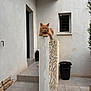 animal, architecture, cat, courtyard, door, feline, ginger_cat, minimalist, outdoor, perched, pet, plant, quiet, resting, serious, stone_wall, tiles, trash_bin, wall, window