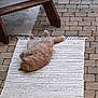 Mickey a rejoint le concours — aidez-le/la à gagner de superbes lots ! animal, brick_floor, cat, cozy, domestic, feline, flooring, fur, ginger_cat, home, indoor, lazy, paw, pet, relaxed, resting, rug, tail, whiskers, wooden_chair
