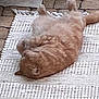 animal, brown_cat, cat, cozy, cute, domestic_cat, feline, floor, fur, indoor, lying_down, paw, pet, relaxed, resting, rug, sleeping, stone_floor, whiskers, white_rug