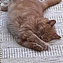 Mickey participe au concours pour gagner de l'argent avec cette photo : animal, cat, cozy, cute, domestic_cat, feline, fur, ginger_cat, indoor, nap, paws, peaceful, pet, relaxed, resting, sleeping, soft, texture, whiskers, woven_rug