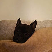 Nitro participe au concours pour gagner de l'argent avec cette photo : animal, black_dog, blanket, blanket_cover, canine, comfort, couch, cozy, curious, dog, ears, face, french_bulldog, fur, home, indoor, looking, pet, relaxing, resting