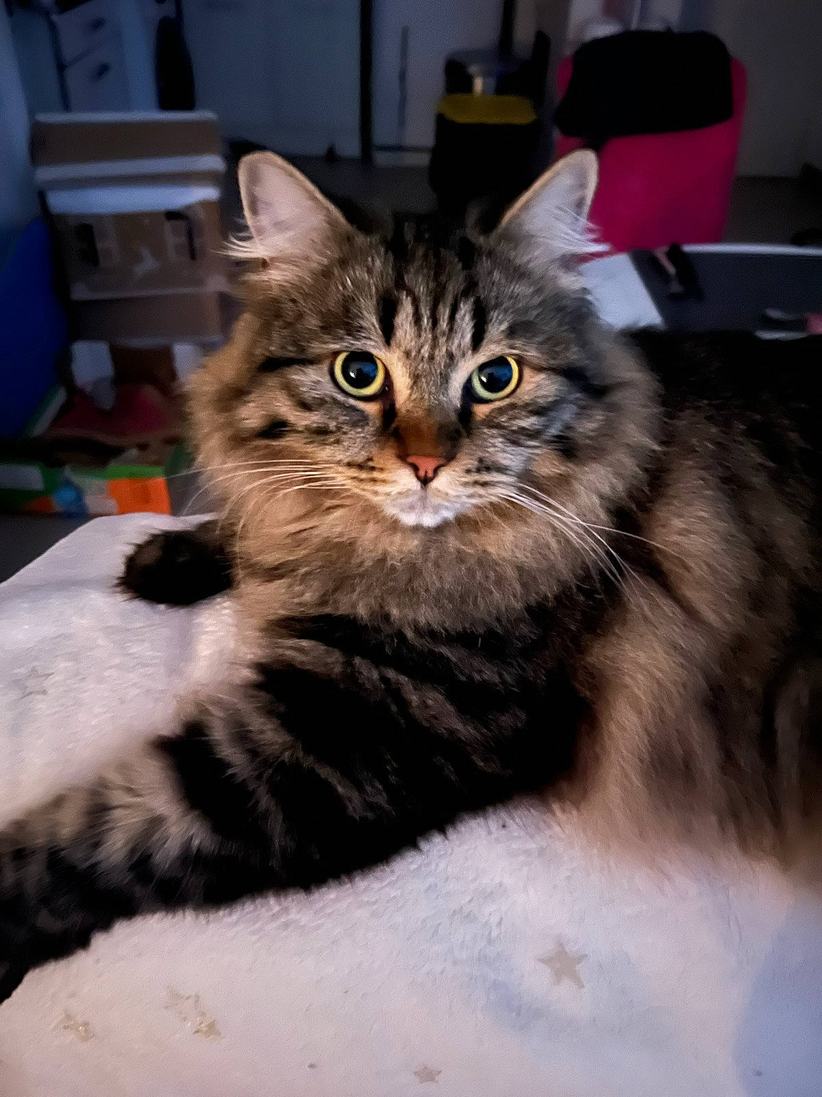 Rubens a rejoint le concours — aidez-le/la à gagner de superbes lots ! box, carnivore, cat, claw, domestic_short_haired_cat, felidae, fur, paw, small_to_medium_sized_cats, snout, terrestrial_animal, tree, whiskers