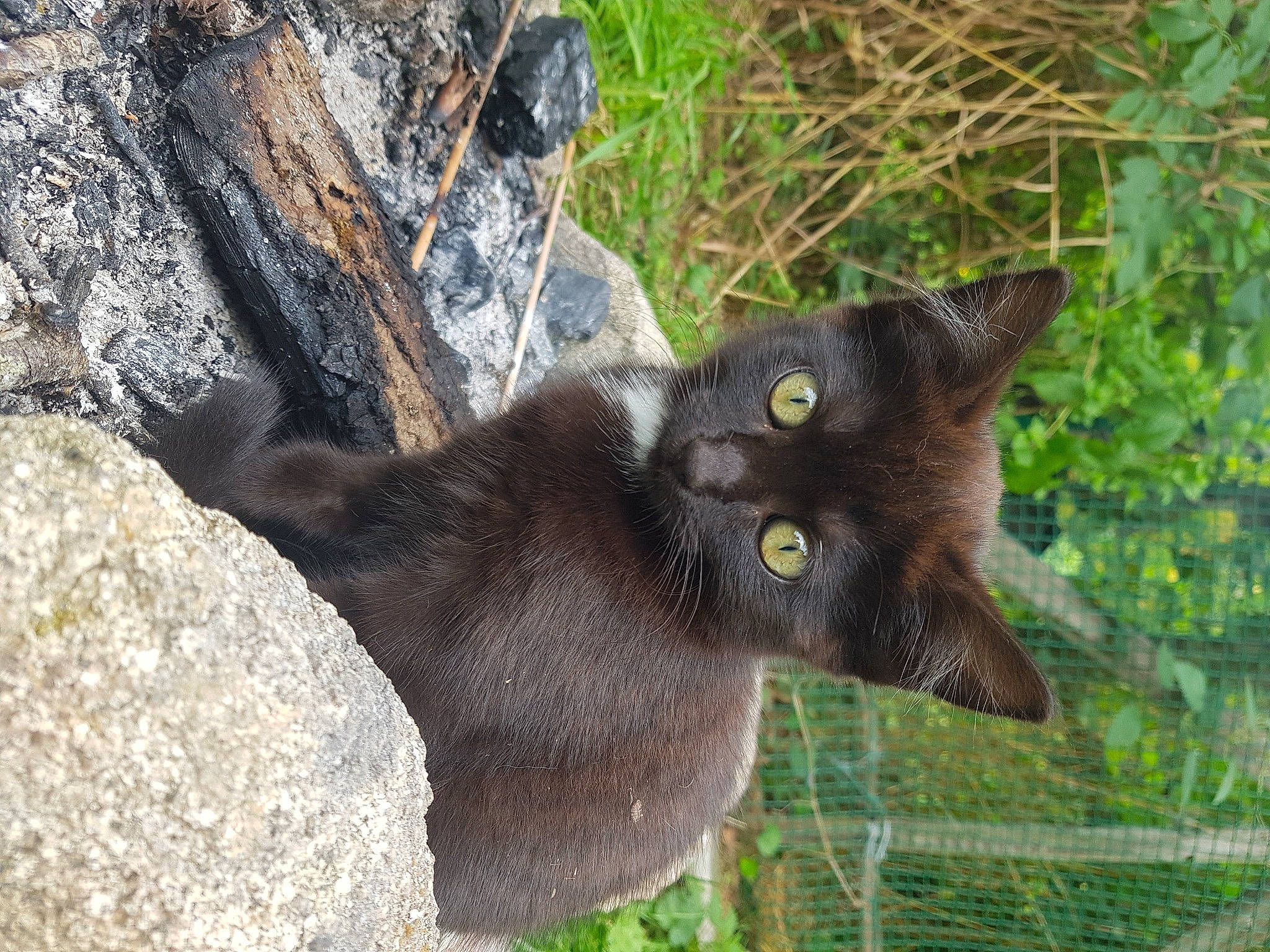 Annie participe au concours pour gagner de l'argent avec cette photo : black_cat, bombay, carnivore, cat, domestic_short_haired_cat, eye, felidae, flowering_plant, fur, grass, organism, plant, small_to_medium_sized_cats, tail, terrestrial_animal, tree, trunk, whiskers, wildlife, wood