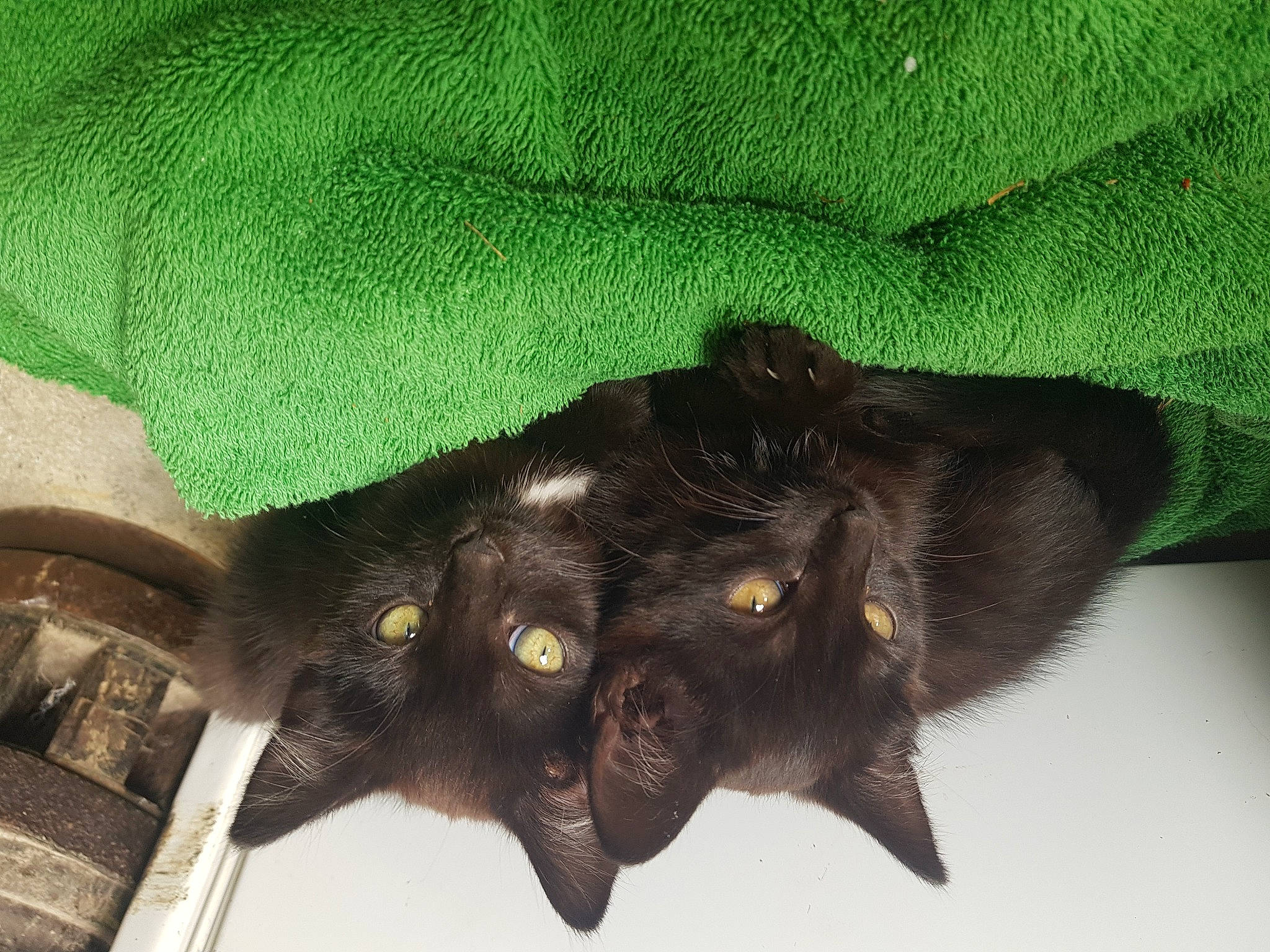 Annie a rejoint le concours — aidez-le/la à gagner de superbes lots ! black_cat, carnivore, claw, dog_breed, domestic_short_haired_cat, fashion_accessory, felidae, fur, gesture, liver, paw, plant, small_to_medium_sized_cats, snout, sporting_group, tail, terrestrial_animal, whiskers, working_animal