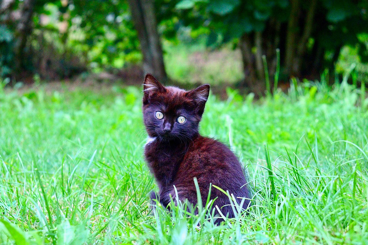 Annie participe au concours pour gagner de l'argent avec cette photo : black_cat, bombay, carnivore, cat, domestic_short_haired_cat, felidae, fur, grass, grass_family, grassland, groundcover, lawn, plant, small_to_medium_sized_cats, snout, tail, terrestrial_animal, terrestrial_plant, tree, whiskers