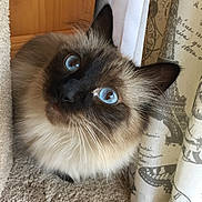 Winston joined the competition — help win amazing prizes! blue_eyes, carpet, cat, close_up, cozy, curtain, cute, domestic_cat, ears, feline, fluffy, gaze_up, indoor, long_fur, muzzle, pet, portrait, soft_texture, whiskers, wood_panel