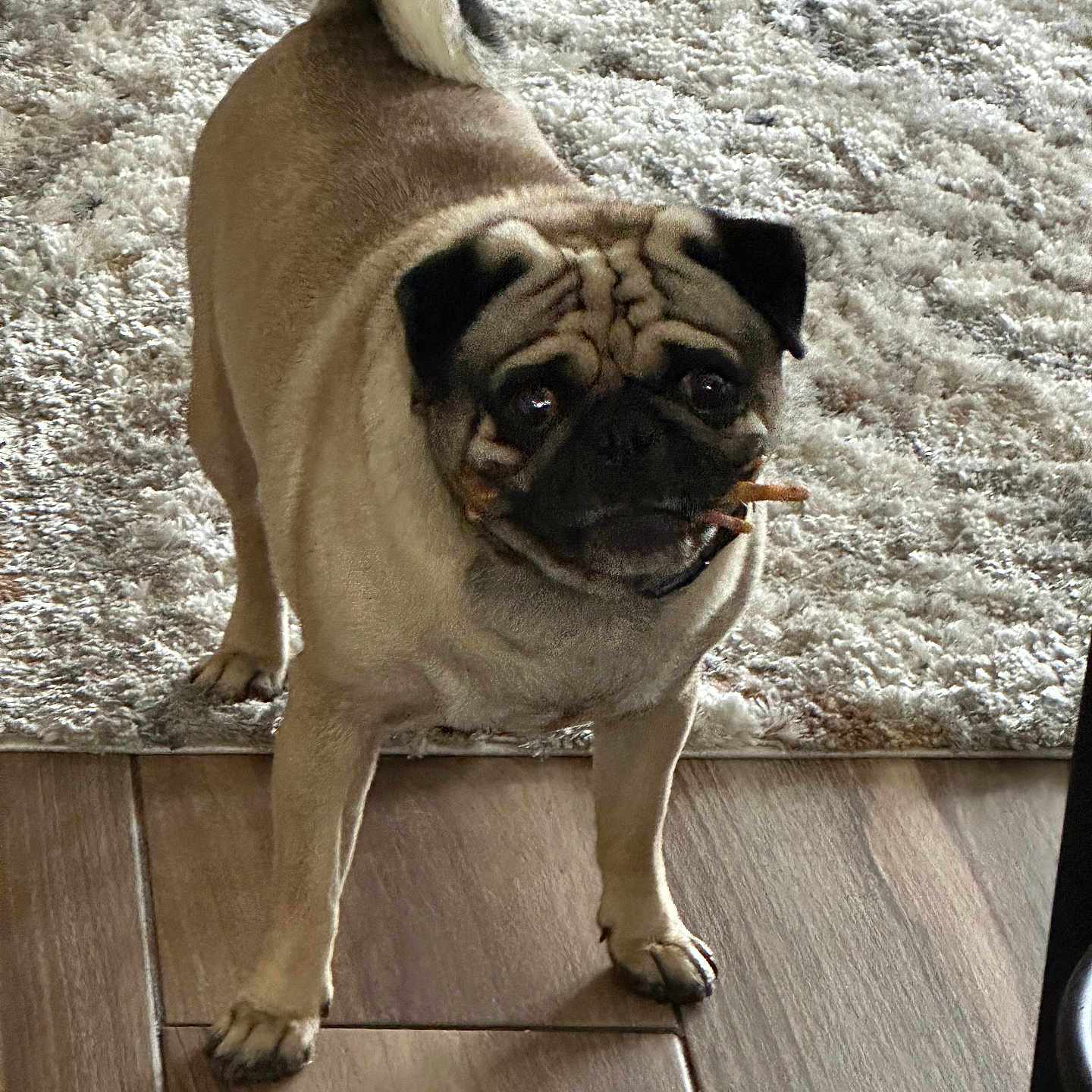 Toby is registered to the contest to win money with this photo: animal, canine, dog, hardwood, pet, pug, puppy, wood