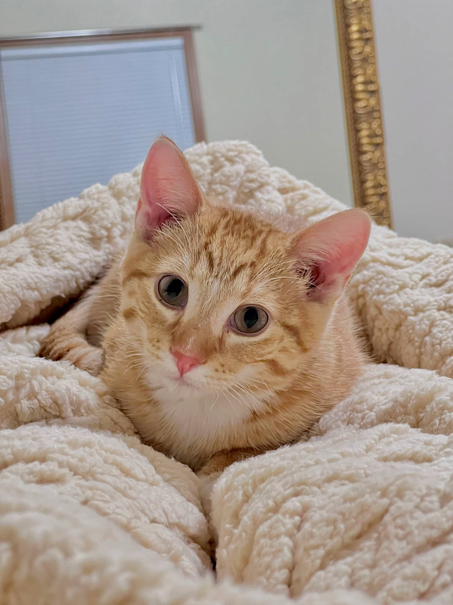 Toulouse is registered to the contest to win money with this photo: bed, carnivore, cat, cat_bed, claw, comfort, domestic_short_haired_cat, eye, fawn, felidae, fur, linens, nap, paw, picture_frame, small_to_medium_sized_cats, snout, whiskers, window, wool