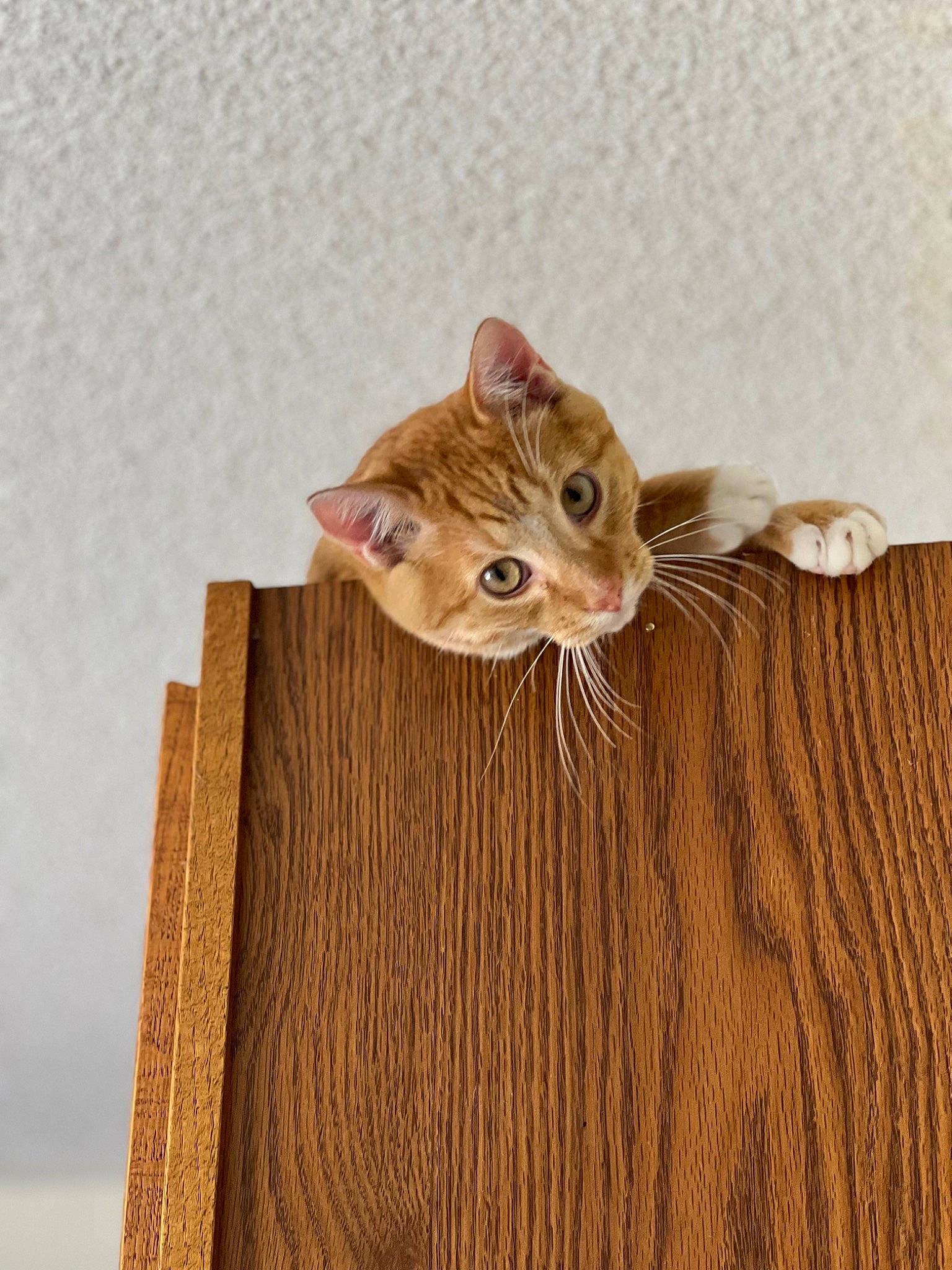 Toulouse joined the competition — help win amazing prizes! brown, carnivore, cat, domestic_short_haired_cat, fawn, felidae, flooring, fur, hardwood, paw, peach, plywood, small_to_medium_sized_cats, snout, tail, terrestrial_animal, whiskers, wood, wood_flooring, wood_stain