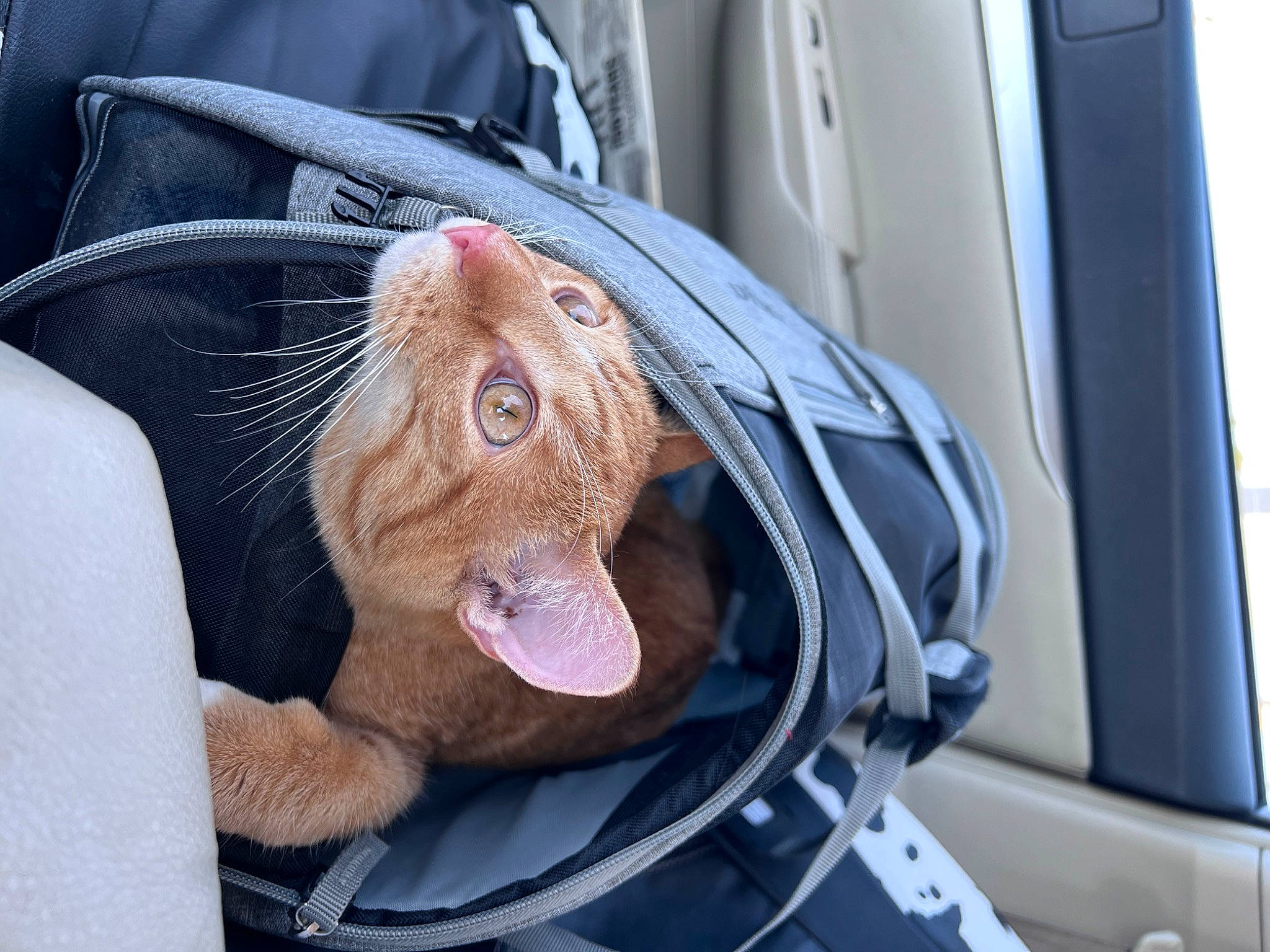 Toulouse is registered to the contest to win money with this photo: auto_part, automotive_design, automotive_exterior, automotive_lighting, automotive_mirror, car, carnivore, cat, fawn, felidae, motor_vehicle, personal_luxury_car, plant, small_to_medium_sized_cats, snout, vehicle, vehicle_door, whiskers, white, window