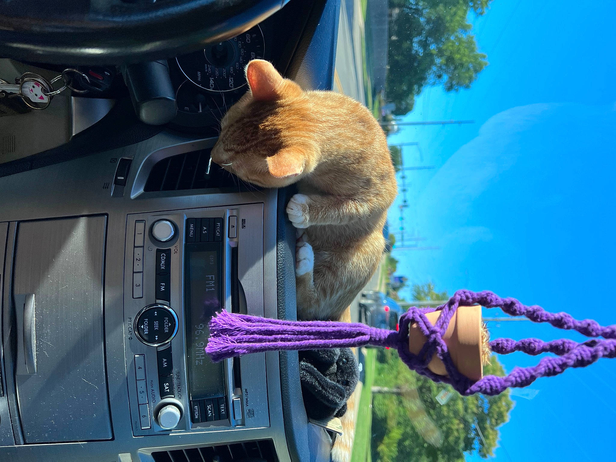 Toulouse joined the competition — help win amazing prizes! auto_part, automotive_exterior, automotive_lighting, blue, car, electric_blue, event, fawn, felidae, hat, hood, magenta, motor_vehicle, plant, sky, tail, tree, vehicle, vehicle_door, window