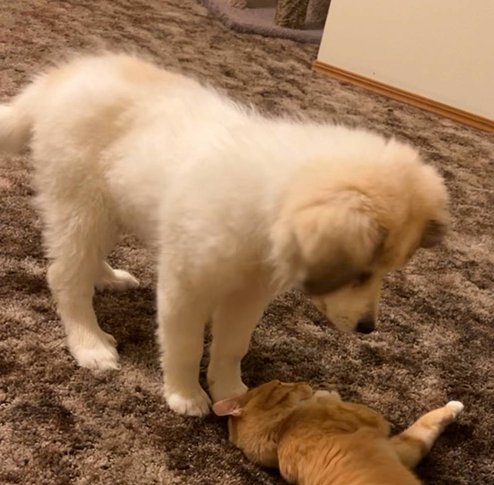 Artemis is registered to the contest to win money with this photo: canidae, carnivore, comfort, companion_dog, dog, dog_breed, fawn, flooring, fur, gun_dog, hardwood, non_sporting_group, paw, snout, sporting_group, tail, terrestrial_animal, vertebrate, wood, working_animal