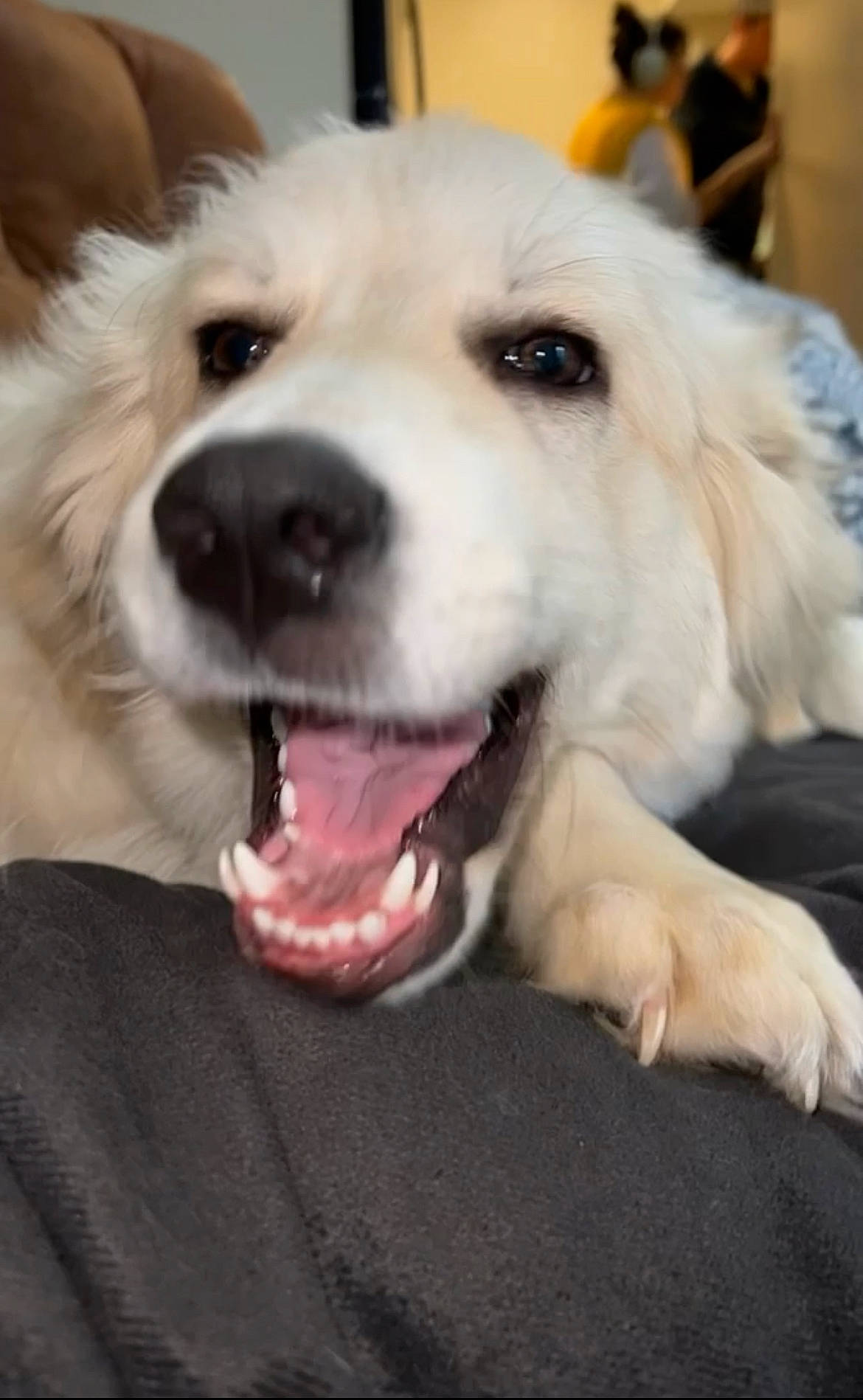 Artemis joined the competition — help win amazing prizes! canidae, carnivore, companion_dog, dog, dog_breed, dog_collar, ear, fang, fawn, fur, happy, livestock_guardian_dog, puppy, puppy_love, selfie, smile, snout, sporting_group, whiskers, working_animal