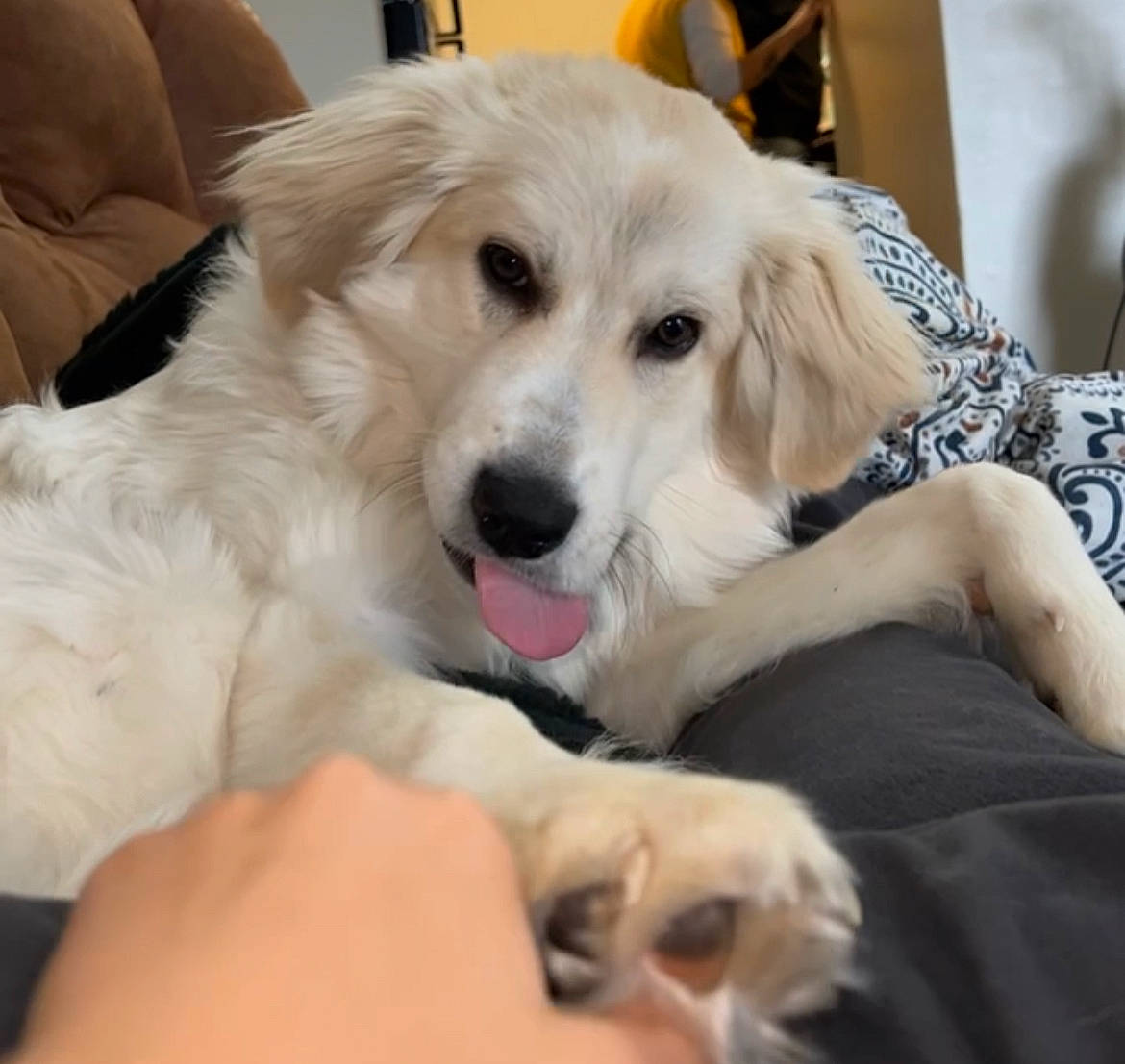 Artemis is registered to the contest to win money with this photo: carnivore, chair, comfort, companion_dog, dog, dog_breed, ear, fawn, fur, happy, paw, puppy, snout, sporting_group, whiskers