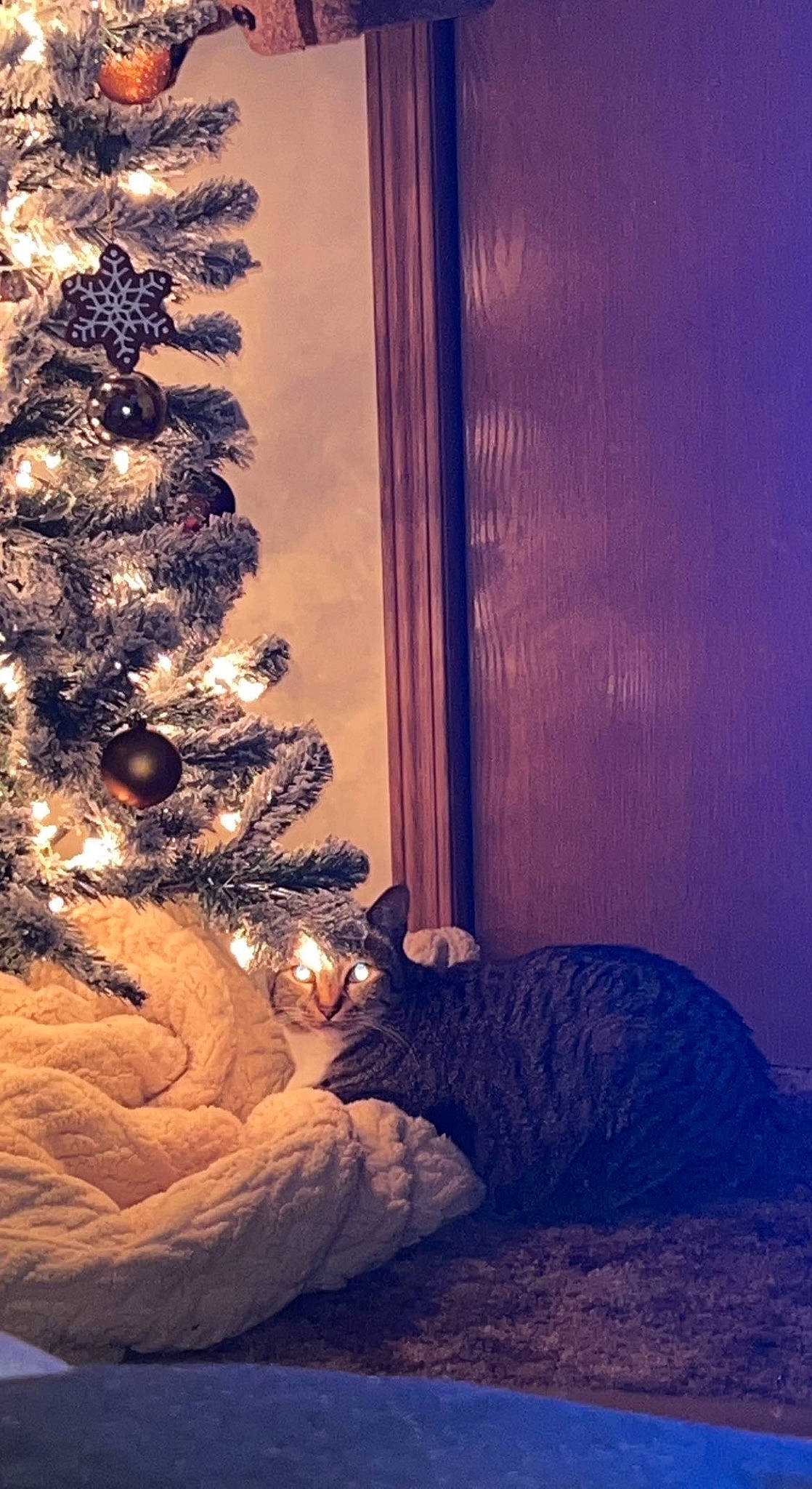 Loki is registered to the contest to win money with this photo: christmas_decoration, christmas_ornament, christmas_tree, comfort, couch, event, evergreen, felidae, holiday, holiday_ornament, interior_design, living_room, ornament, plant, tints_and_shades, tree, twig, window, winter, wood