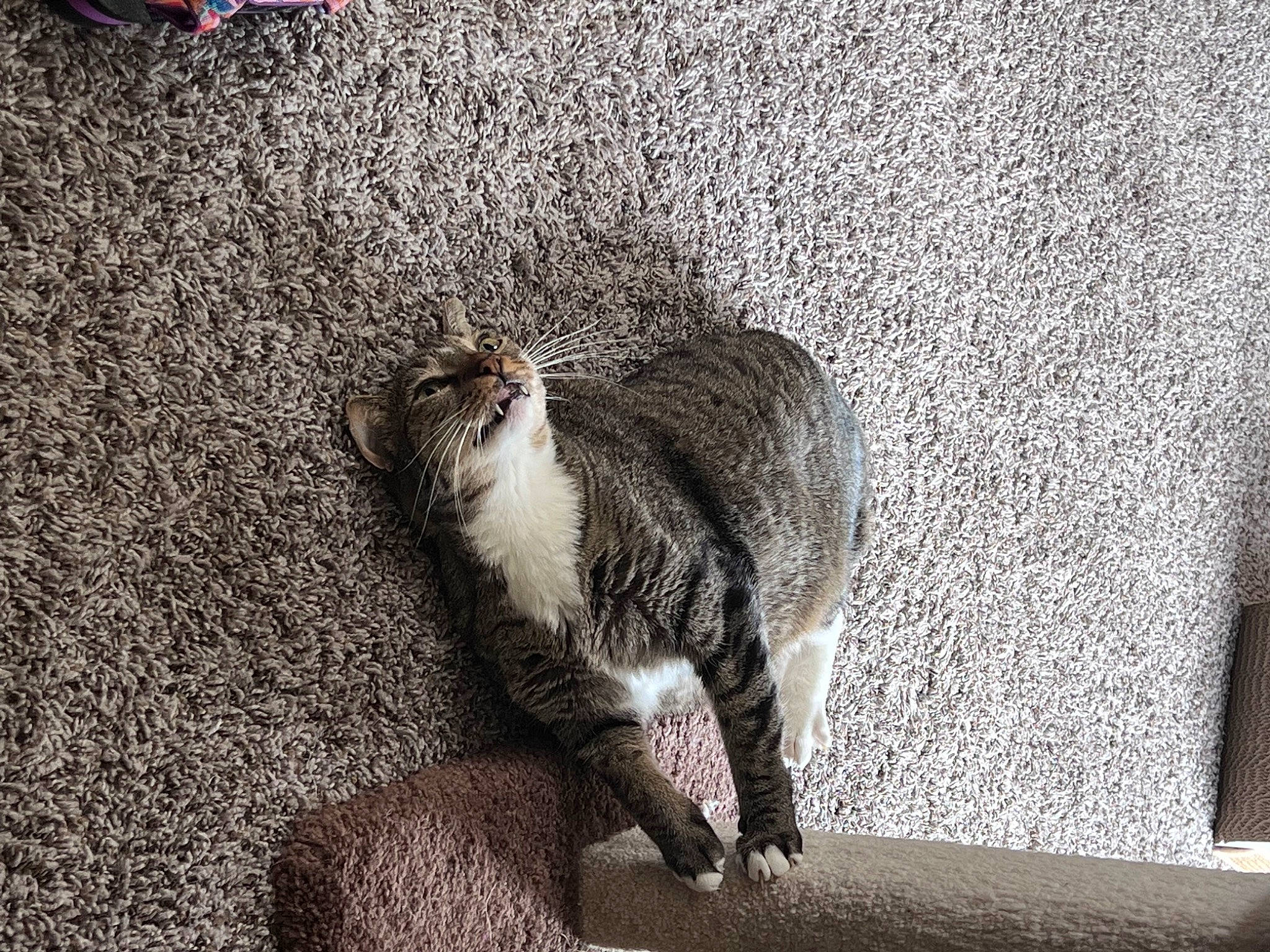 Loki is registered to the contest to win money with this photo: asphalt, carnivore, cat, claw, concrete, domestic_short_haired_cat, felidae, fur, grey, leg, paw, road_surface, shadow, sitting, small_to_medium_sized_cats, snout, tail, terrestrial_animal, whiskers, wildlife