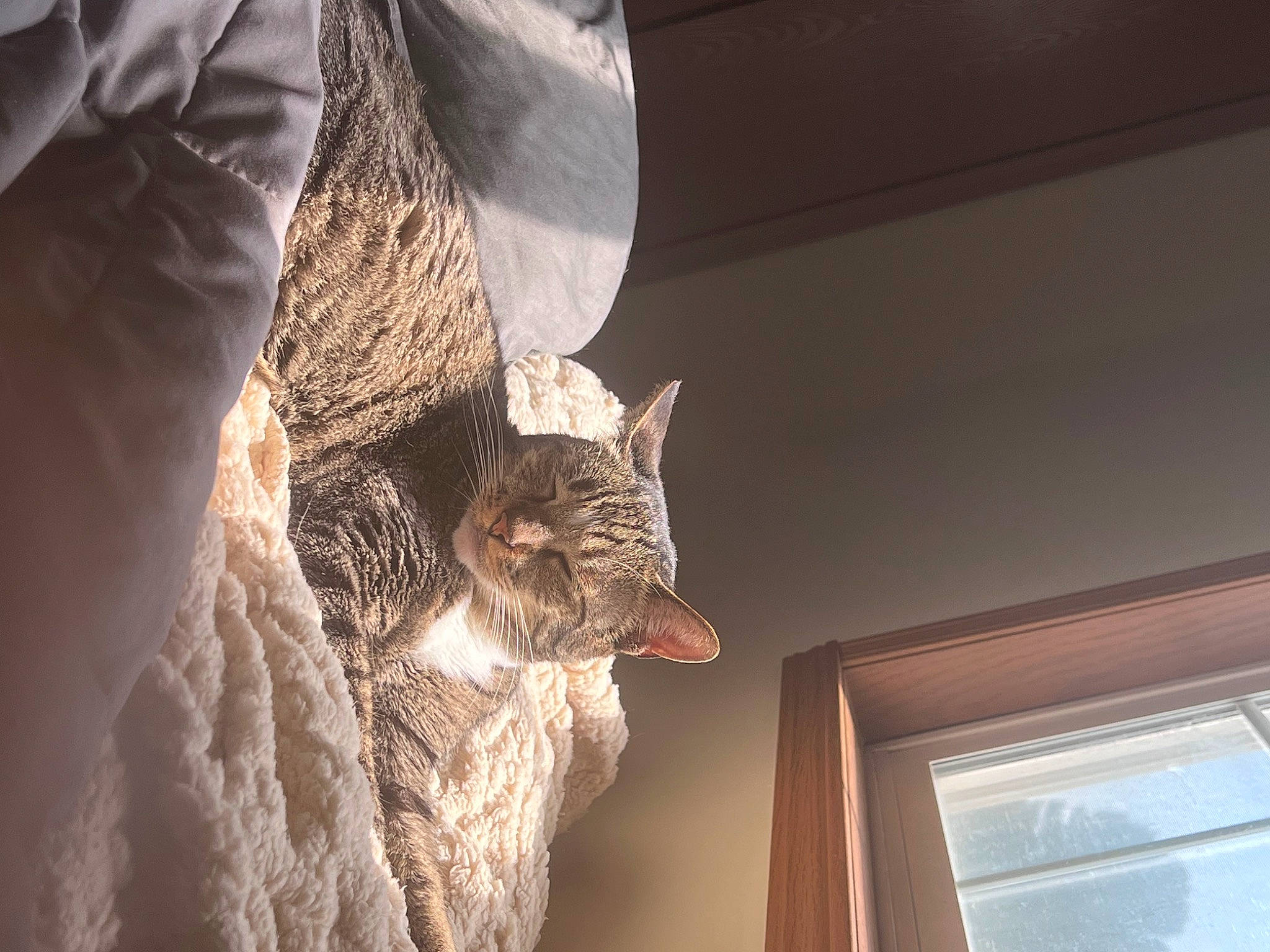 Loki joined the competition — help win amazing prizes! carnivore, cat, denim, domestic_short_haired_cat, felidae, fur, grey, metal, molding, paw, sculpture, small_to_medium_sized_cats, snout, tail, whiskers, window, wood