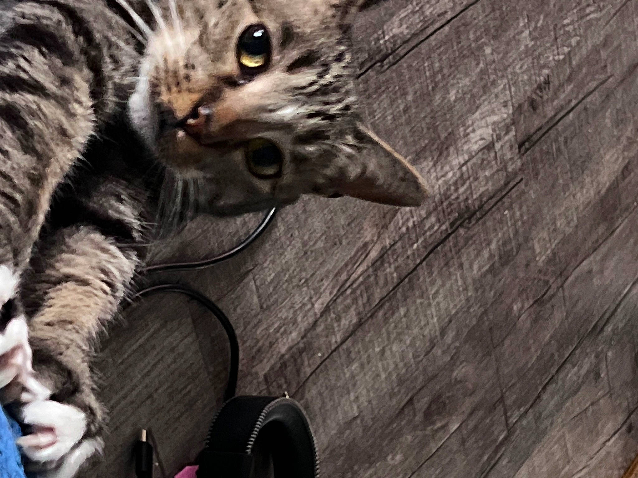 Loki joined the competition — help win amazing prizes! automotive_tire, carnivore, cat, claw, domestic_short_haired_cat, felidae, fur, grey, hardwood, monochrome, monochrome_photography, paw, small_to_medium_sized_cats, snout, tail, terrestrial_animal, whiskers, wildlife, wood