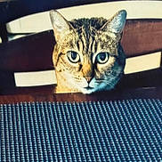 Hollyberry is registered to the contest to win money with this photo: cat, tabby, animal, pet, chair, table, placemat, wood, feline, indoor, curious, looking, ears, whiskers, face, eyes, domestic_animal, home, sitting, furniture