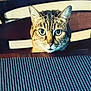 cat, tabby, animal, pet, chair, table, placemat, wood, feline, indoor, curious, looking, ears, whiskers, face, eyes, domestic_animal, home, sitting, furniture