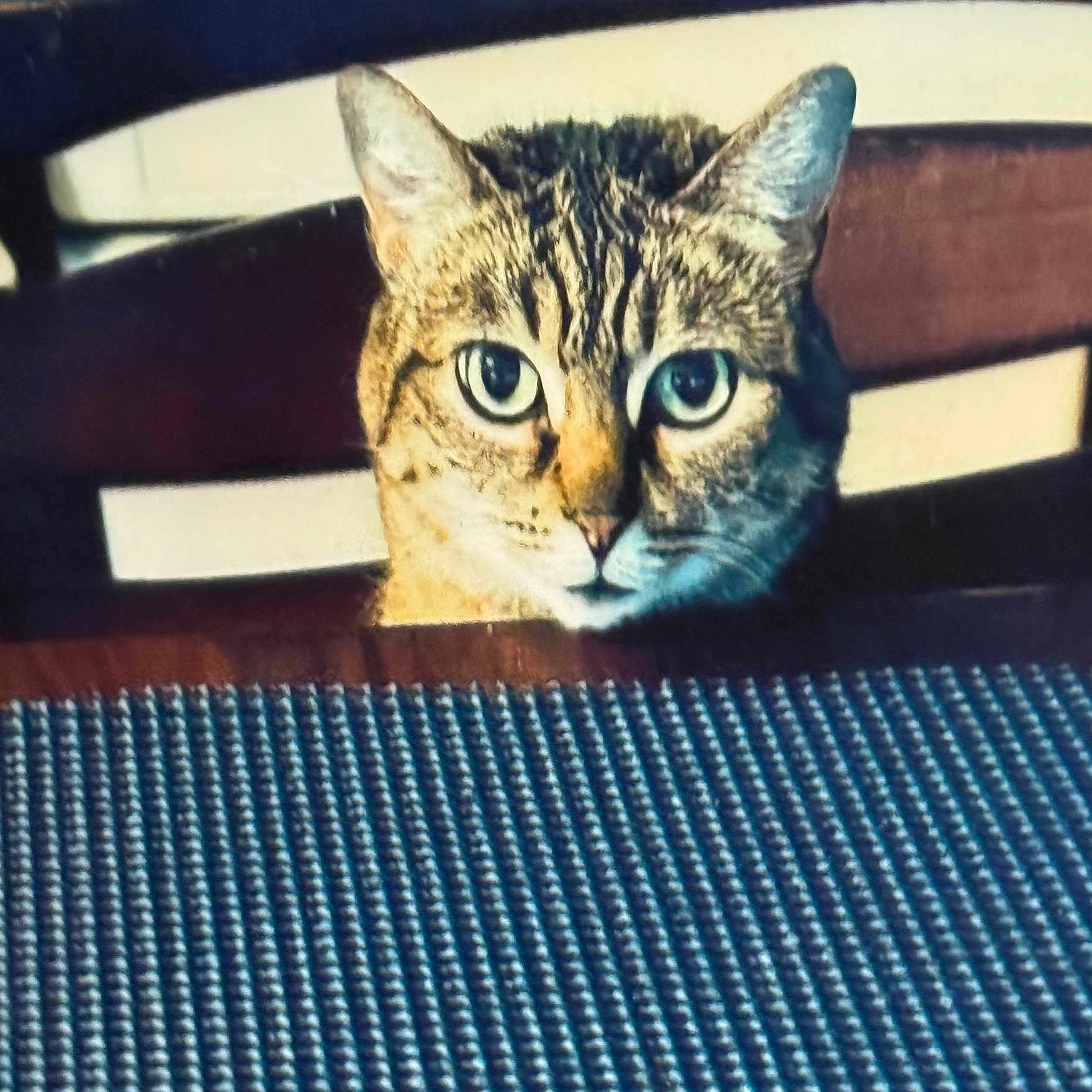 Hollyberry is registered to the contest to win money with this photo: animal, cat, chair, curious, domestic_animal, ears, eyes, face, feline, furniture, home, indoor, looking, pet, placemat, sitting, tabby, table, whiskers, wood