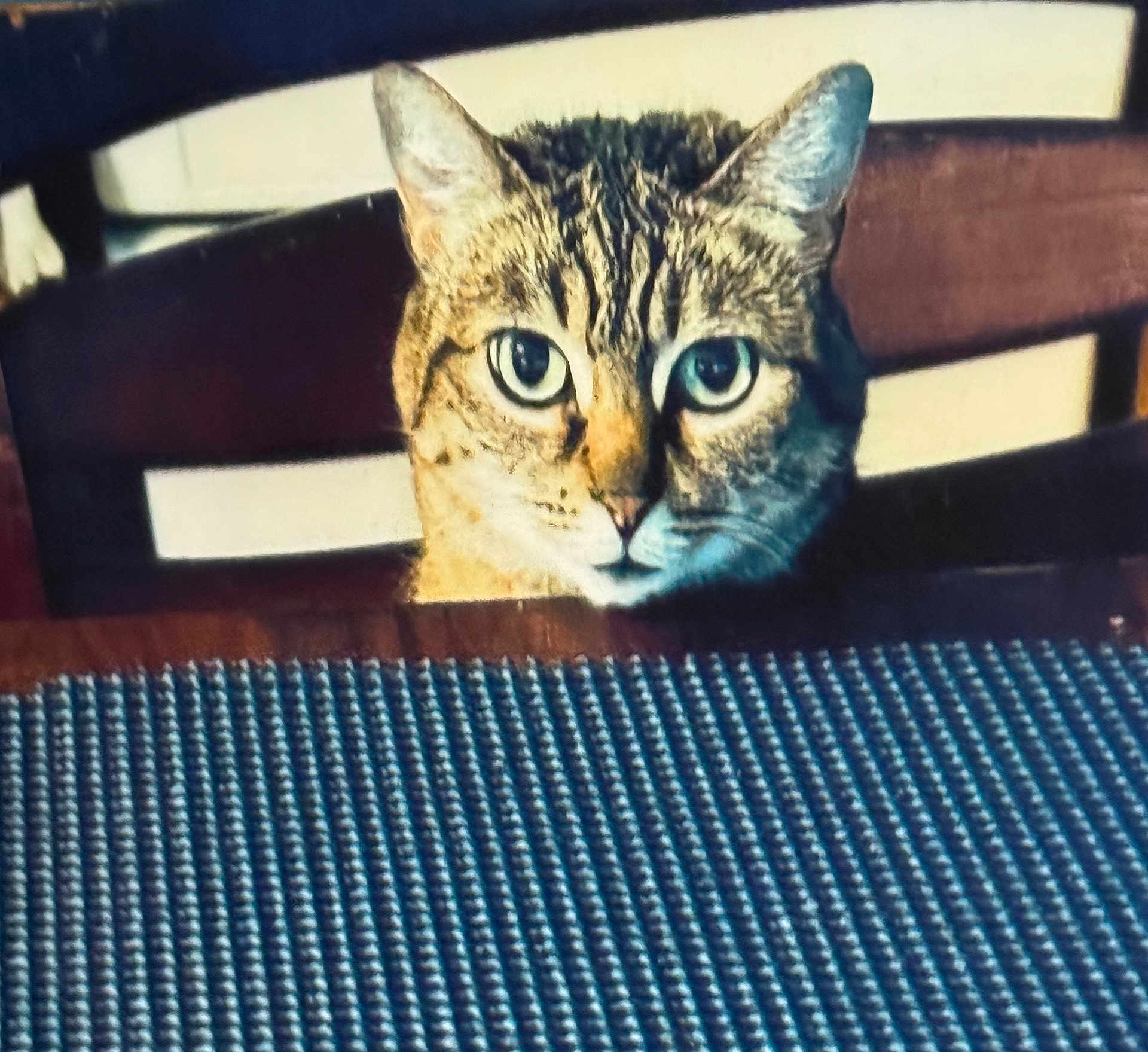Hollyberry is registered to the contest to win money with this photo: cat, tabby, animal, pet, chair, table, placemat, wood, feline, indoor, curious, looking, ears, whiskers, face, eyes, domestic_animal, home, sitting, furniture