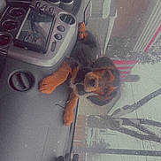 Tucker is registered to the contest to win money with this photo: puppy, dog, dashboard, car_interior, gloves, cup_holders, gps_device, window, winter, street, tree, power_lines, building, curious, pet, animal, indoor, cozy, foggy, dusty