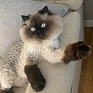 Marshall is registered to the contest to win money with this photo: animal, beige, blue_eyes, cat, couch, cozy, curious, cute, feline, fluffy, fur, furniture, home, indoor, paws, pet, portrait, relaxed, sitting, whiskers