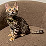 Kairos is registered to the contest to win money with this photo: kitten, cat, pet, animal, feline, sitting, collar, bow, blue_eyes, spotted, striped, brown, texture, chair, indoor, cute, curious, whiskers, ears, tail