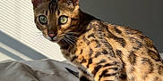 Kairos is registered to the contest to win money with this photo: cat, bengal_cat, pet, indoor, bed, blanket, sunlight, shadow, animal, feline, striped, spotted, whiskers, ears, green_eyes, fur, domestic_cat, alert, standing, cozy
