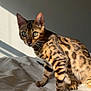 cat, bengal_cat, pet, indoor, bed, blanket, sunlight, shadow, animal, feline, striped, spotted, whiskers, ears, green_eyes, fur, domestic_cat, alert, standing, cozy
