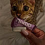 Kairos joined the competition — help win amazing prizes! cat, kitten, snack, hand, food, bed, curious, closeup, pet, feline, brown, striped, indoor, nails, human_hand, wrapping, background_blur, cute, animal, domestic