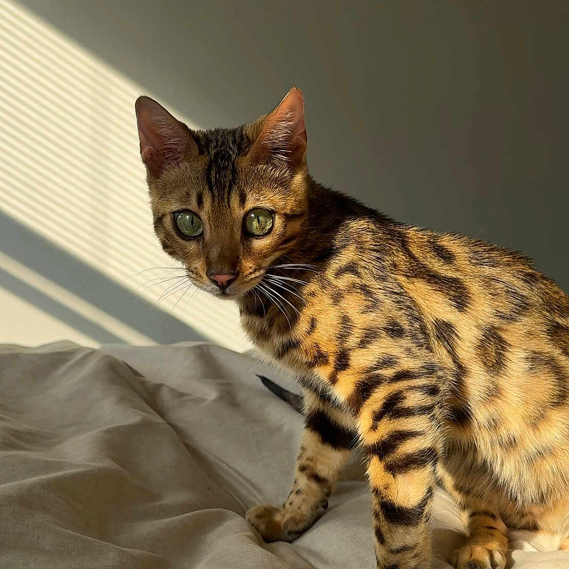 Kairos is registered to the contest to win money with this photo: alert, animal, bed, bengal_cat, blanket, cat, cute, domestic_cat, ears, eyes, feline, fur, indoor, mammal, patterned_fur, pet, shadow, striped, sunlight, whiskers