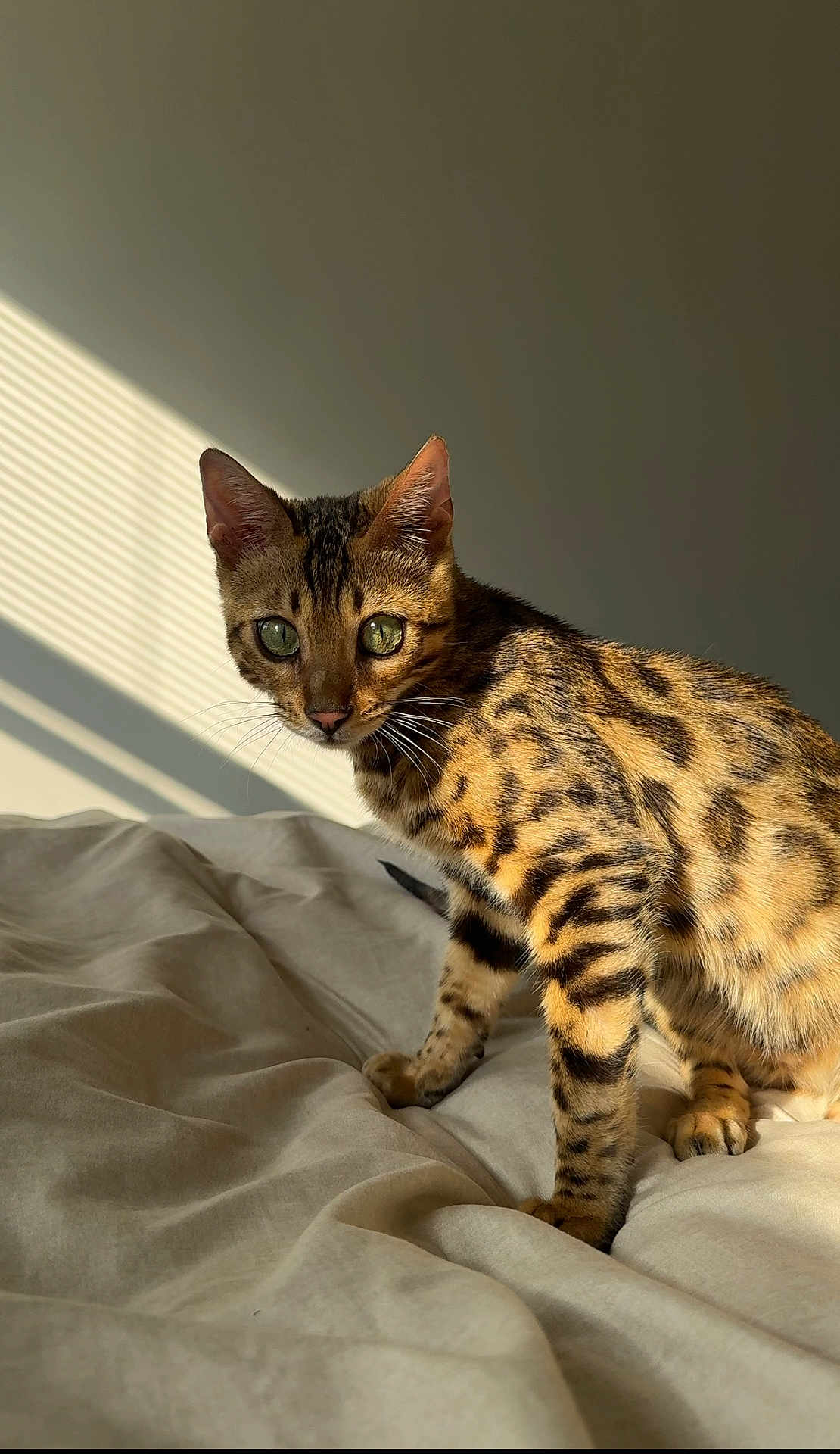 Kairos is registered to the contest to win money with this photo: bengal_cat, cat, pet, animal, bed, blanket, indoor, sunlight, shadow, striped, fur, whiskers, ears, eyes, mammal, cute, alert, domestic_cat, feline, patterned_fur