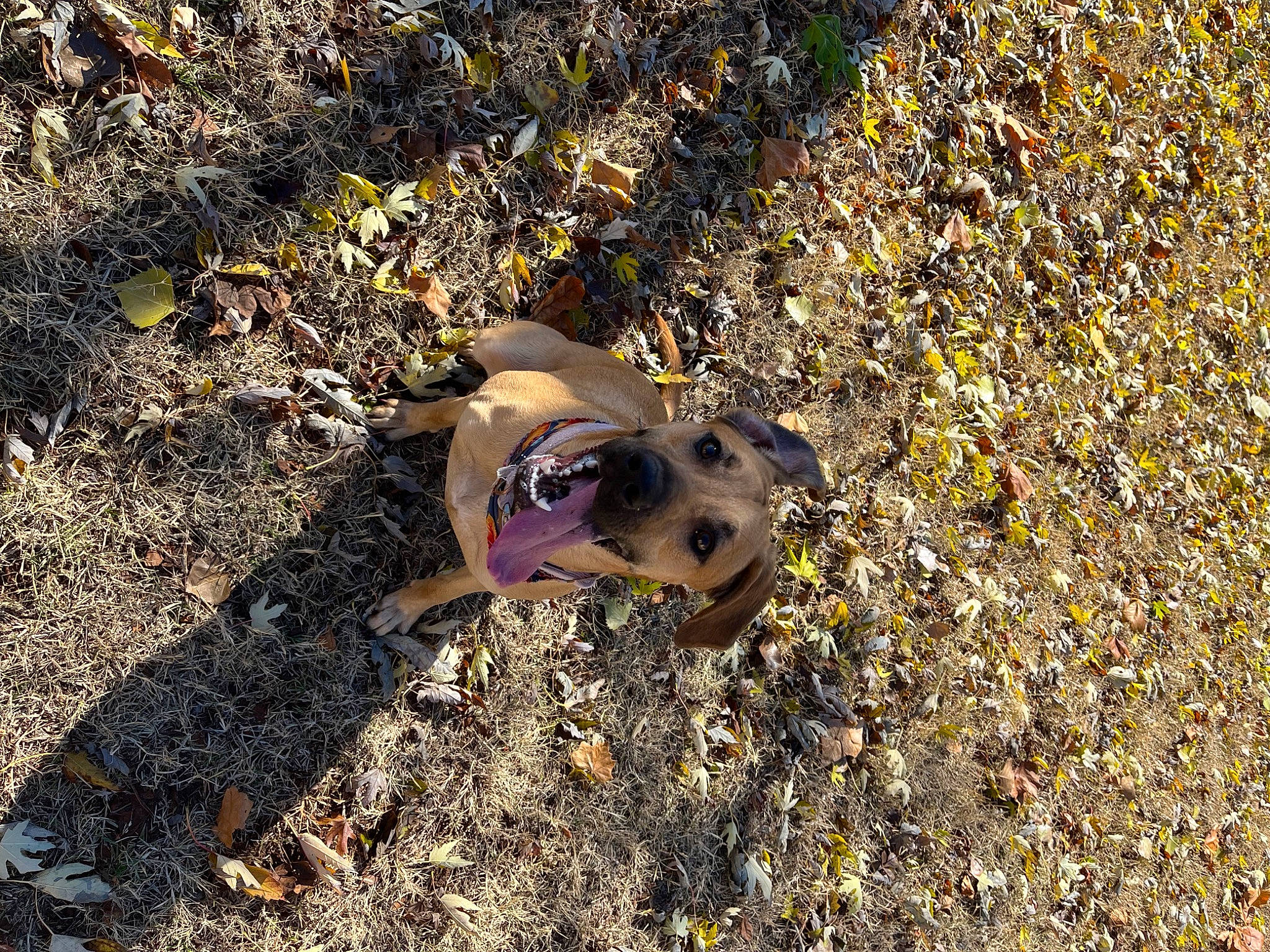 Annie joined the competition — help win amazing prizes! asphalt, carnivore, companion_dog, dog, dog_breed, fawn, goggles, grass, people_in_nature, plant, road_surface, sand, shadow, soil, sporting_group, sunglasses, terrestrial_animal, toy_dog, wildlife, wood