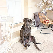 Utah participe au concours pour gagner de l'argent avec cette photo : animal, calm, decorative_statue, dog, domestic, flowering_plant, furniture, gray_dog, leisure, outdoor, pet, porch, quiet, rattan_chair, seated, sitting, stone_floor, sunlit, white_door, wooden_chair