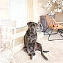 animal, calm, decorative_statue, dog, domestic, flowering_plant, furniture, gray_dog, leisure, outdoor, pet, porch, quiet, rattan_chair, seated, sitting, stone_floor, sunlit, white_door, wooden_chair
