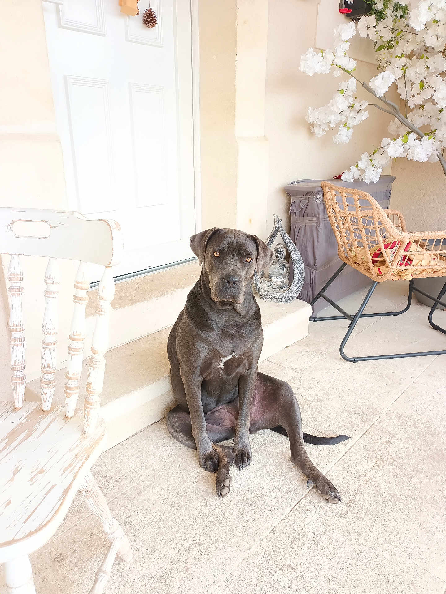 Utah participe au concours pour gagner de l'argent avec cette photo : animal, calm, decorative_statue, dog, domestic, flowering_plant, furniture, gray_dog, leisure, outdoor, pet, porch, quiet, rattan_chair, seated, sitting, stone_floor, sunlit, white_door, wooden_chair