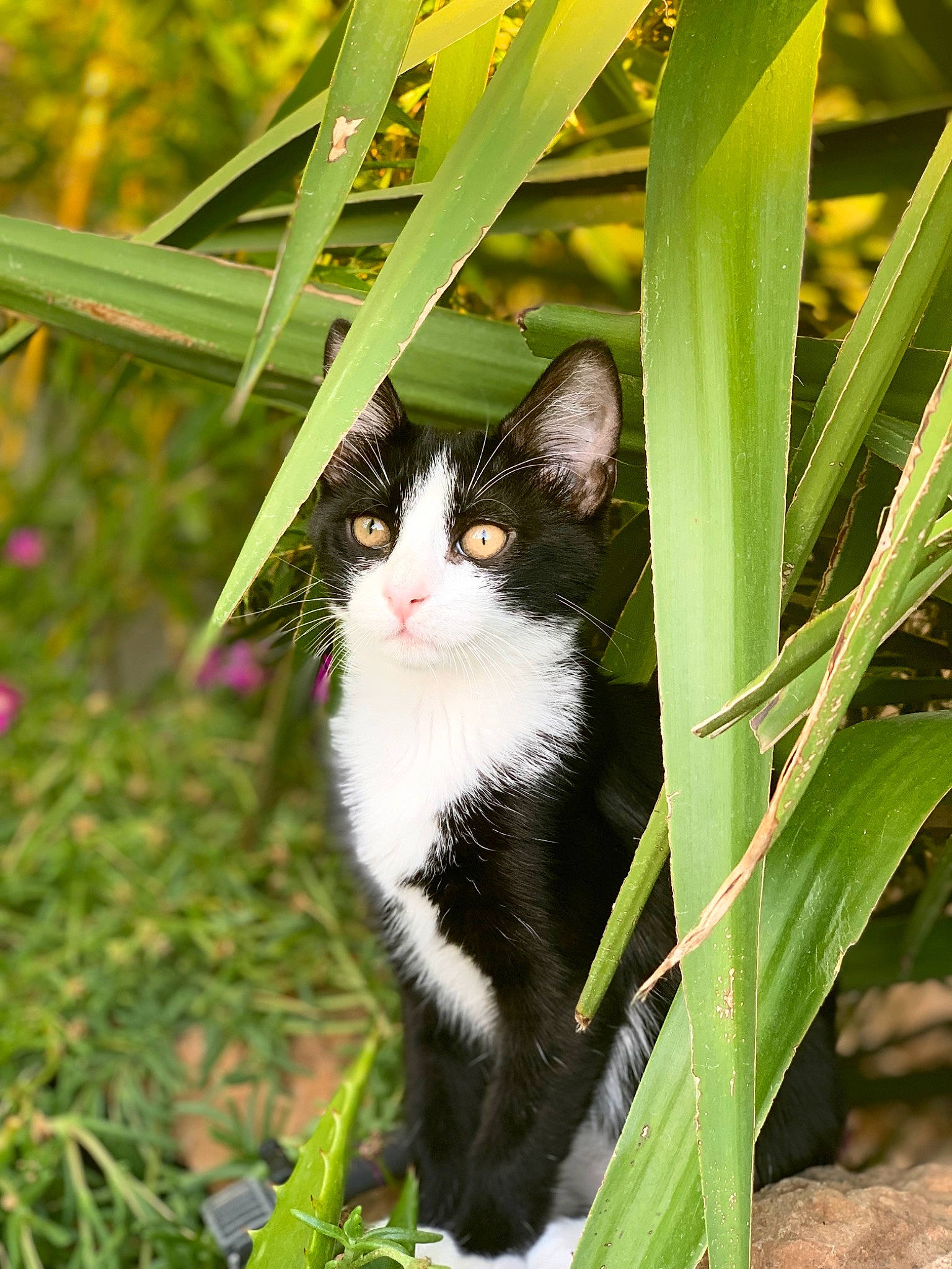 Bahia participe au concours pour gagner de l'argent avec cette photo : carnivore, cat, domestic_short_haired_cat, eye, felidae, flowering_plant, formal_wear, fur, grass, iris, plant, plant_stem, small_to_medium_sized_cats, snout, tail, terrestrial_animal, terrestrial_plant, tree, twig, whiskers
